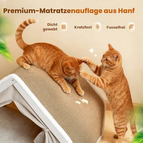 Zwei Katzen spielen auf einem Kratzbrett.