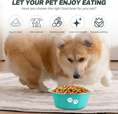 Corgi frisst aus einem Napf mit Hundefutter.