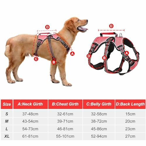 Hund mit Geschirr und Größentabelle