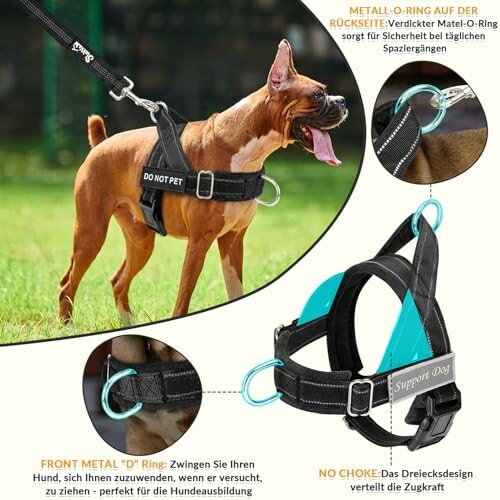 Hund mit Geschirr und Leine im Freien