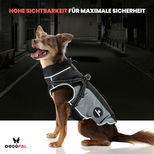 Hund mit reflektierendem Sicherheitsgurt in der Nacht