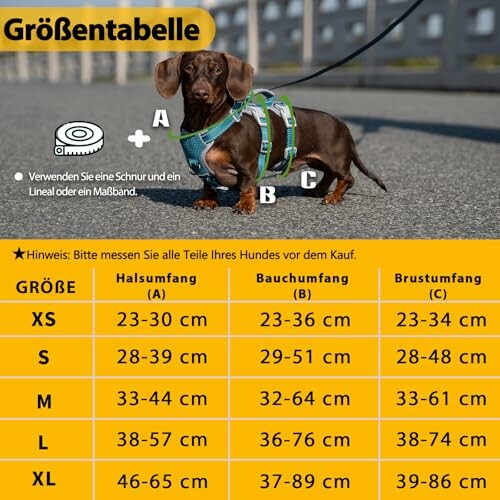 Dackel mit Größenangaben für Hals, Bauch und Brust.