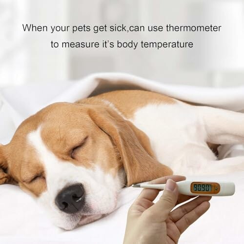 Schlafender Hund mit Thermometer.