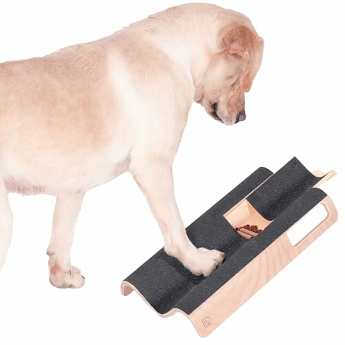 Hund benutzt ein Übungsbrett mit der Pfote.