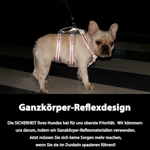 Hund mit reflektierendem Geschirr auf dunkler Straße