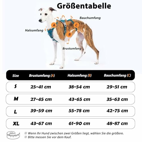 Hund Größentabelle mit Brust-, Hals- und Bauchumfang.