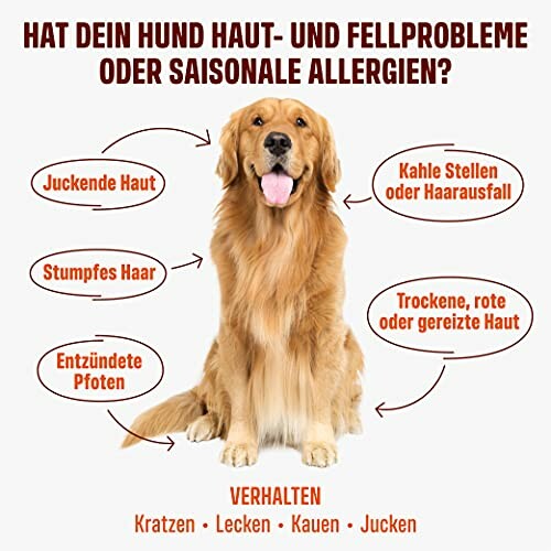 Ein Golden Retriever mit Anzeichen von Haut- und Fellproblemen.