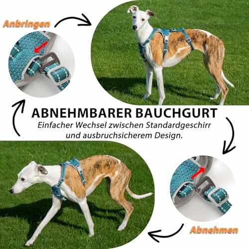 Hund mit abnehmbarem Bauchgurt-Geschirr auf Rasen