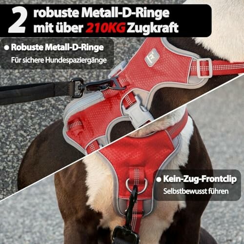 Hund trägt rotes Geschirr mit robusten Metall-D-Ringen.