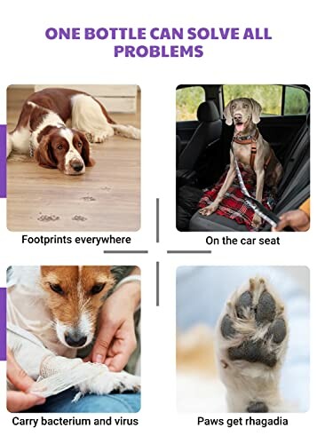 Vier Bilder von Haustieren mit Reinigungsproblemen