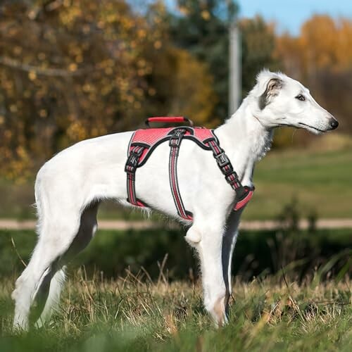 Weißer Hund mit rotem Geschirr im Freien